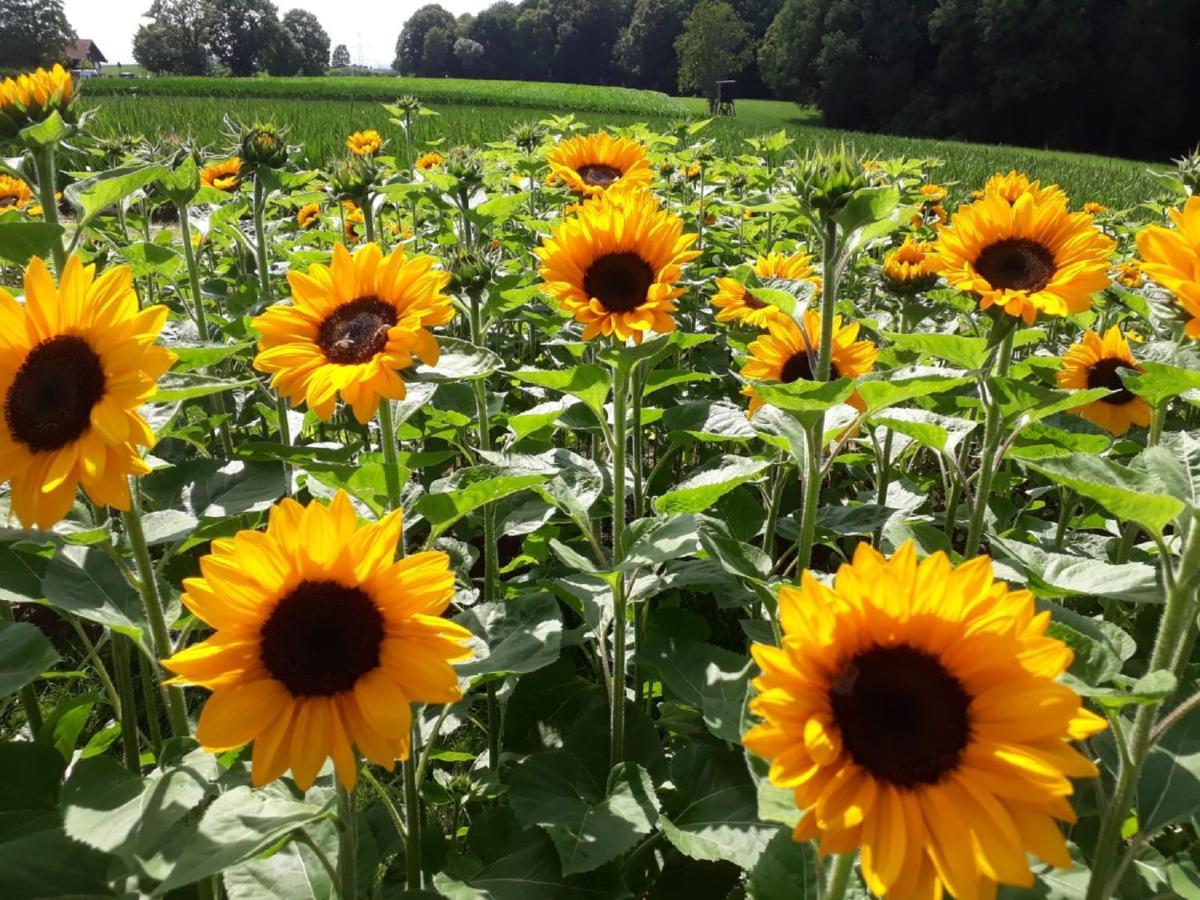 Bauernhof Sesterhenn ไลค์ลิงเงน ภายนอก รูปภาพ