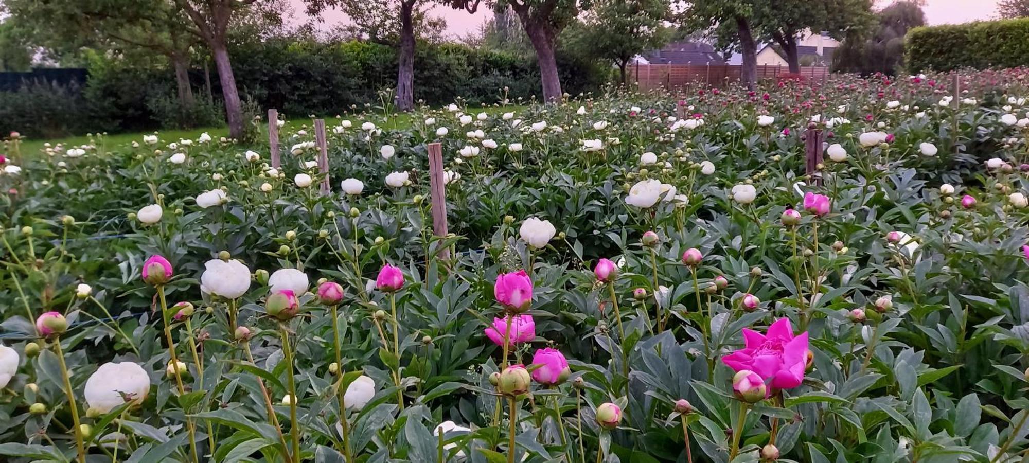Bauernhof Sesterhenn ไลค์ลิงเงน ภายนอก รูปภาพ
